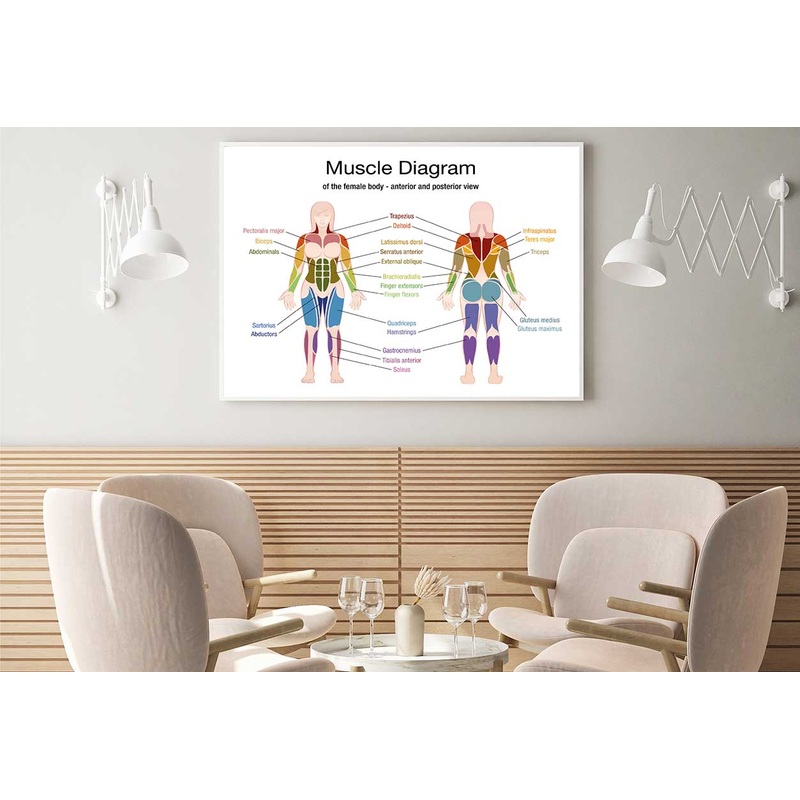 Muscle Diagram Vector Design Home Decor Premium Quality Poster Print Choose Your Sizes