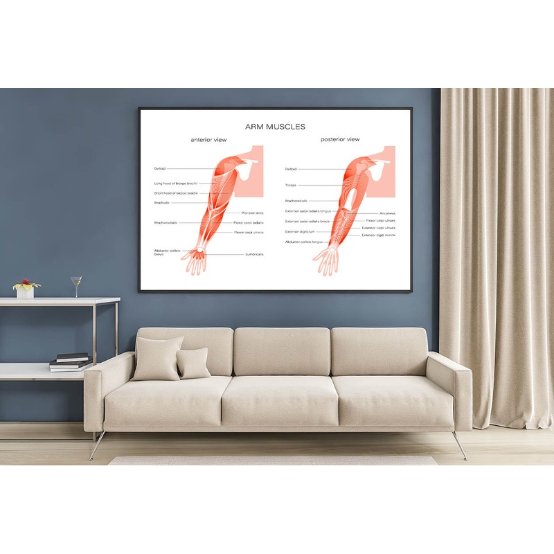 Muscular System Arms Illustration Home Decor Premium Quality Poster Print Choose Your Sizes