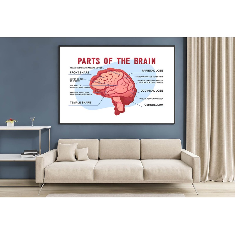 Parts Of the Brain Educational Scheme Home Decor Premium Quality Poster Print Choose Your Sizes