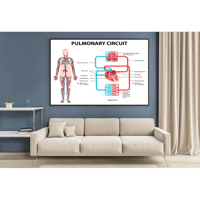 Pulmonary Circuit Diagram Home Decor Premium Quality Poster Print Choose Your Sizes
