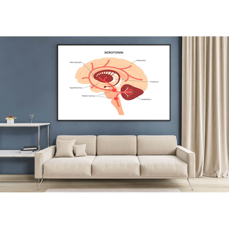 Serotonin Pathway in Brain Illustration Home Decor Premium Quality Poster Print Choose Your Sizes