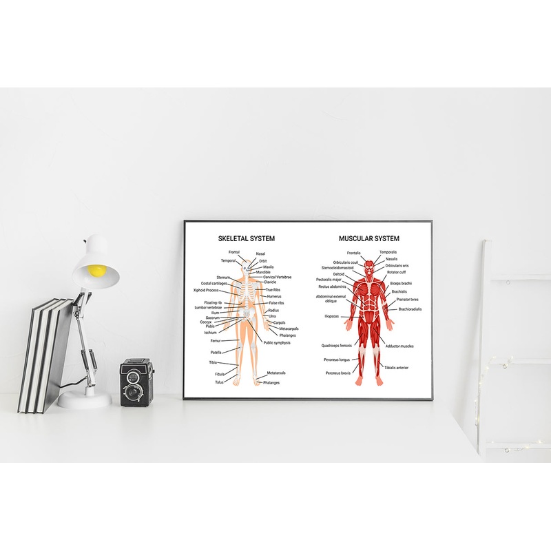 Skeletal & Muscular Systems Home Decor Premium Quality Poster Print Choose Your Sizes
