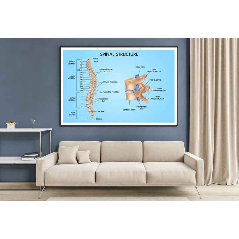 Spinal Structure Vector Design Educational Home Decor Premium Quality Poster Print Choose Your Sizes