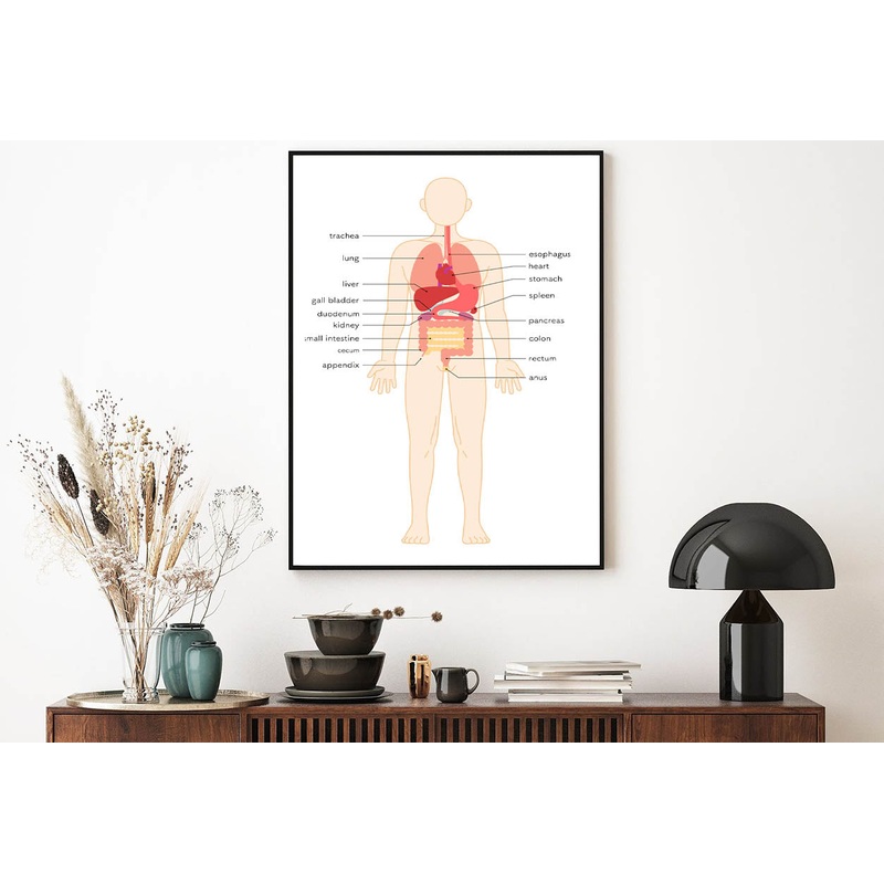 Structural Drawing of The Human Body Home Decor Premium Quality Poster Print Choose Your Sizes