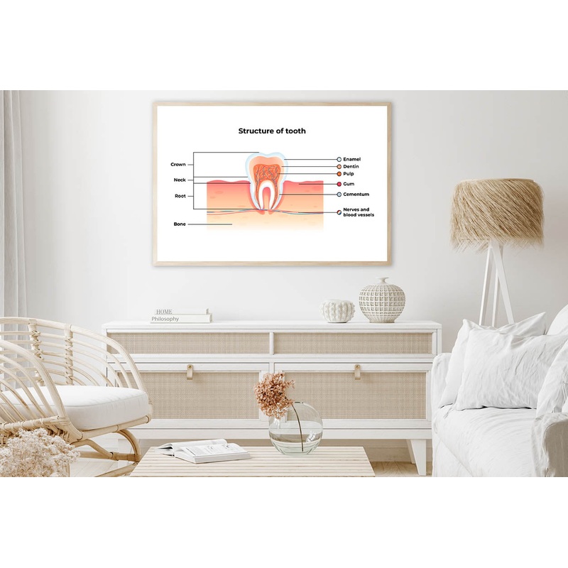 Structure Tooth Infographics Home Decor Premium Quality Poster Print Choose Your Sizes