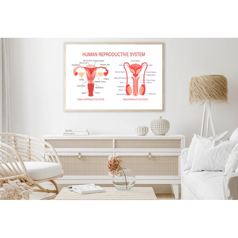 The Human Reproductive System Home Decor Premium Quality Poster Print Choose Your Sizes