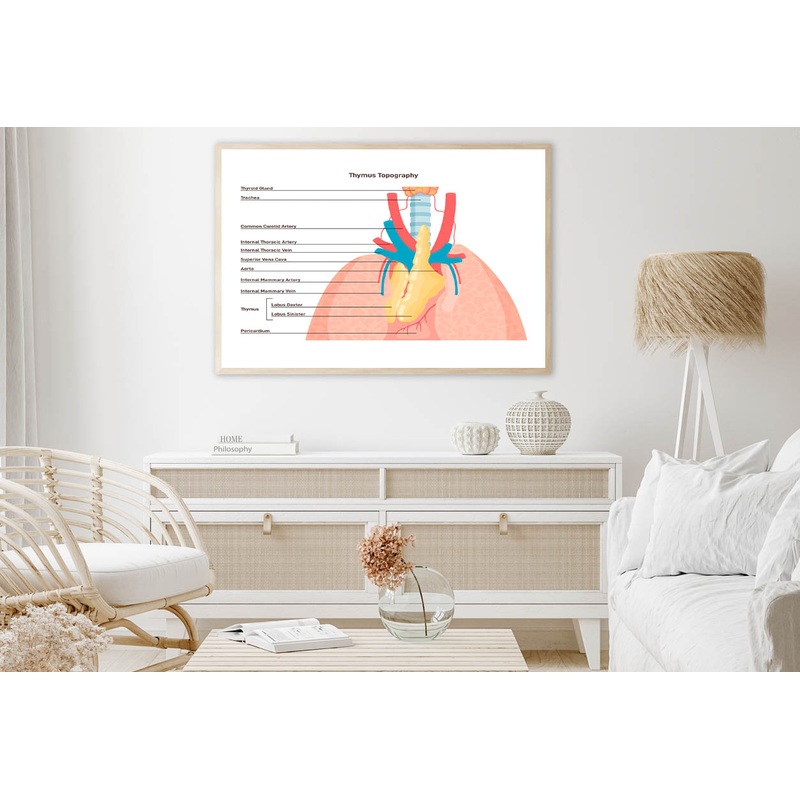 Thymus Anatomy and Blood Supply Home Decor Premium Quality Poster Print Choose Your Sizes