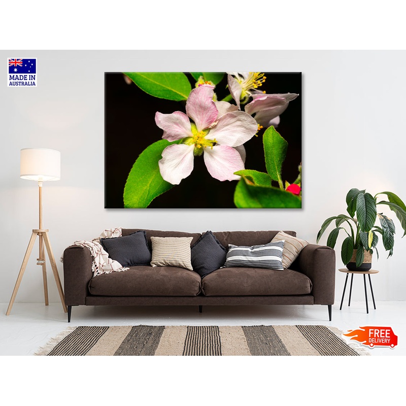 Beautiful Bloomed Apple Flowers Print 100% Australian Made
