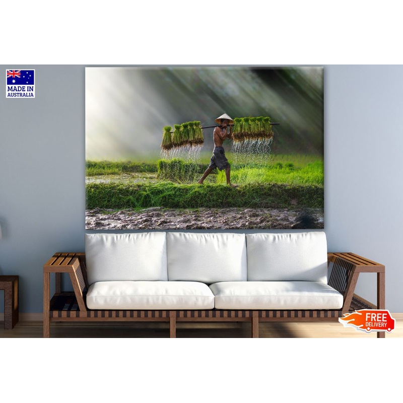 Vietnam Farmer Bearing Seedlings of Rice Photograph Print 100% Australian Made