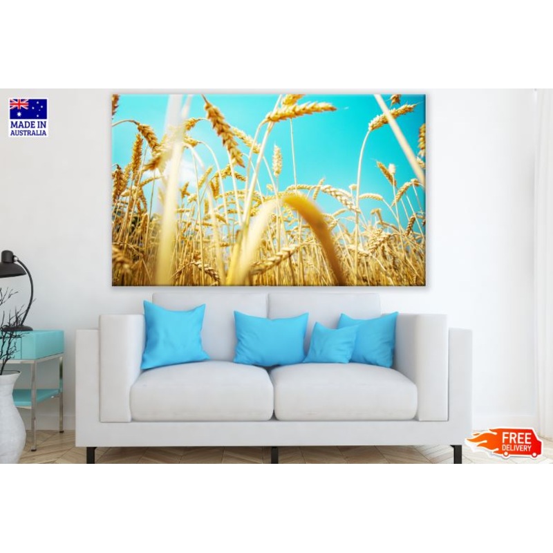 Wheat Field Closeup Photograph Print 100% Australian Made