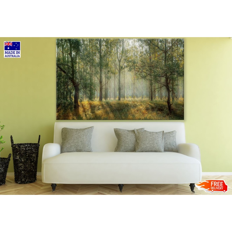 Sunrays in Forest Photograph Print 100% Australian Made