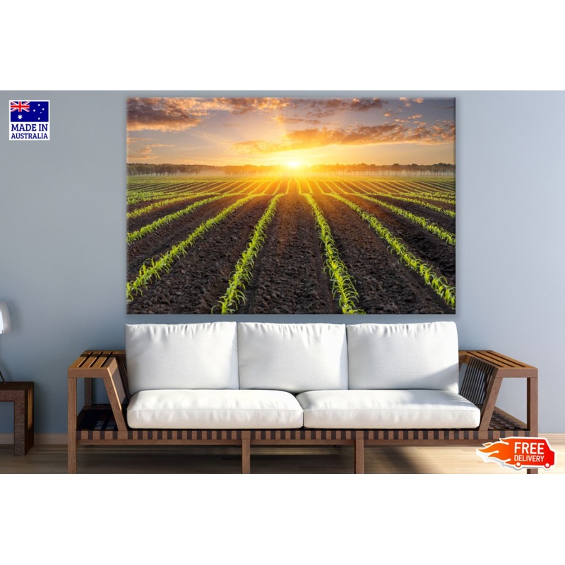 Vegetable Field Sunset Photograph Print 100% Australian Made
