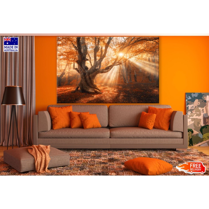Autumn Forest Sunset Scenery Print 100% Australian Made