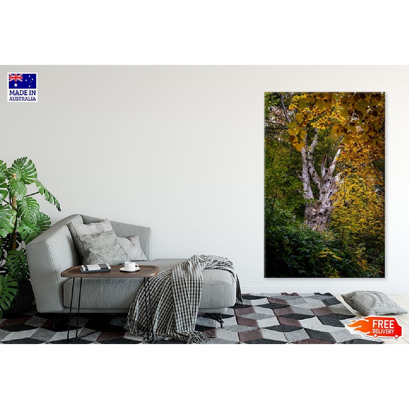 Tree with Yellow Autumn Leaves Photograph Print 100% Australian Made