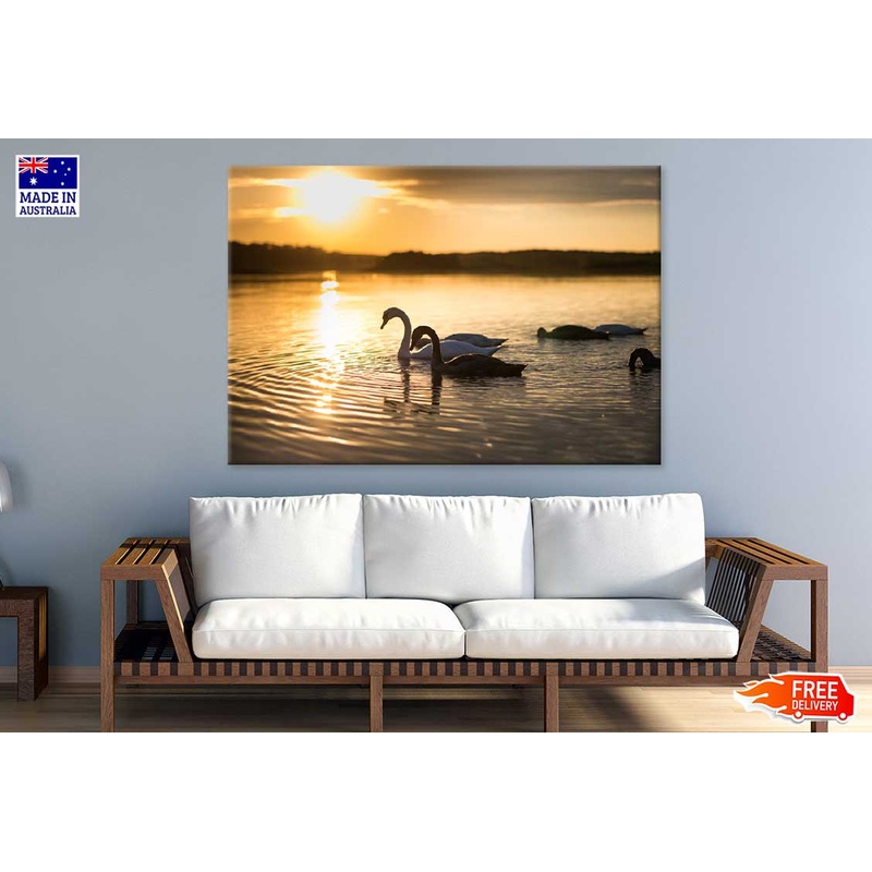 Swans on the Lake During Sunset Photograph Print 100% Australian Made