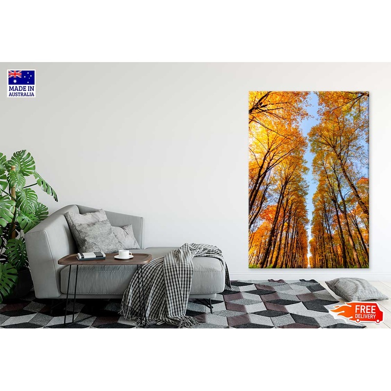 Autumn Trees in Nami Island Korea Photograph Print 100% Australian Made