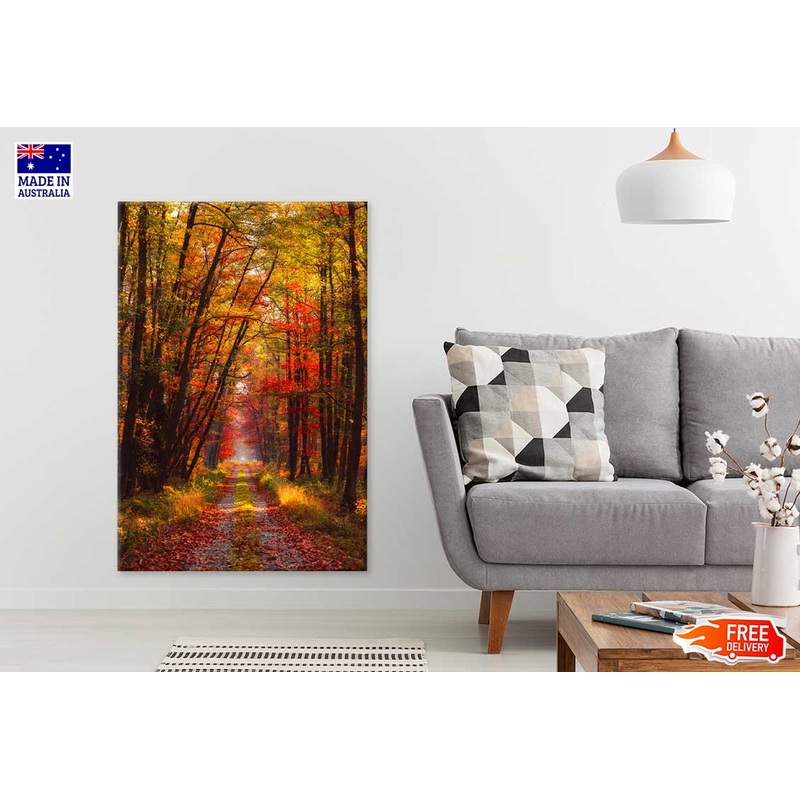 Autumn Forest at Warm Sunlight Photograph Print 100% Australian Made