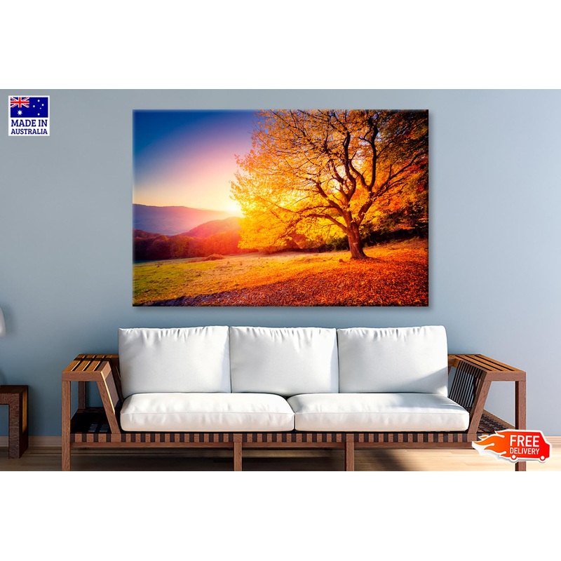 Alone Beech Tree on A Hill Slope with Sunny Wall Art Decor 100% Australian Made