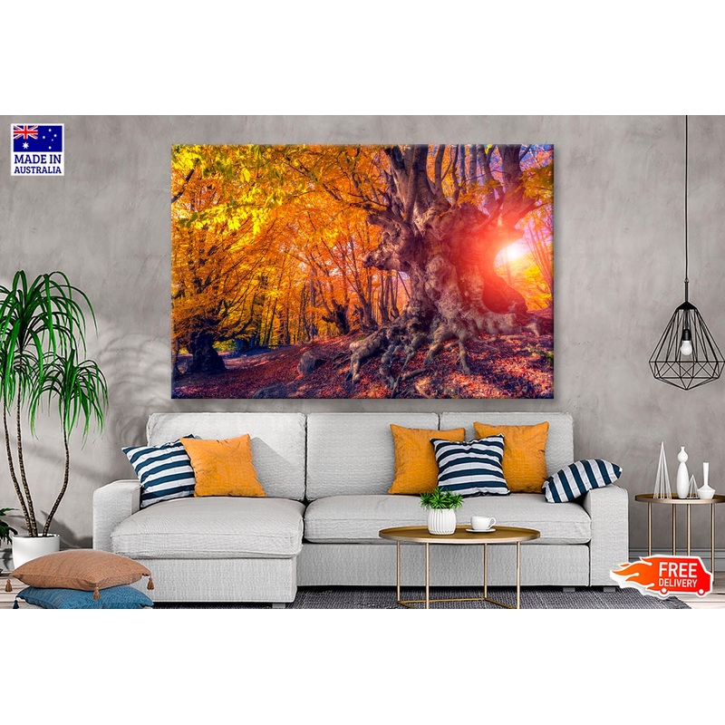 Autumn Trees Glowing by Sunlight  Wall Art Decor 100% Australian Made