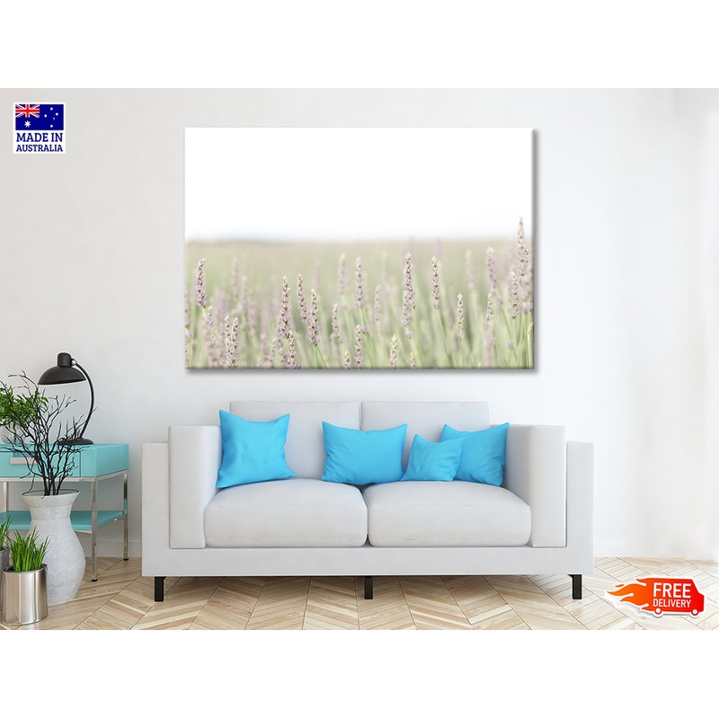 A Field Of Lavender with Grass and Plants Print 100% Australian Made