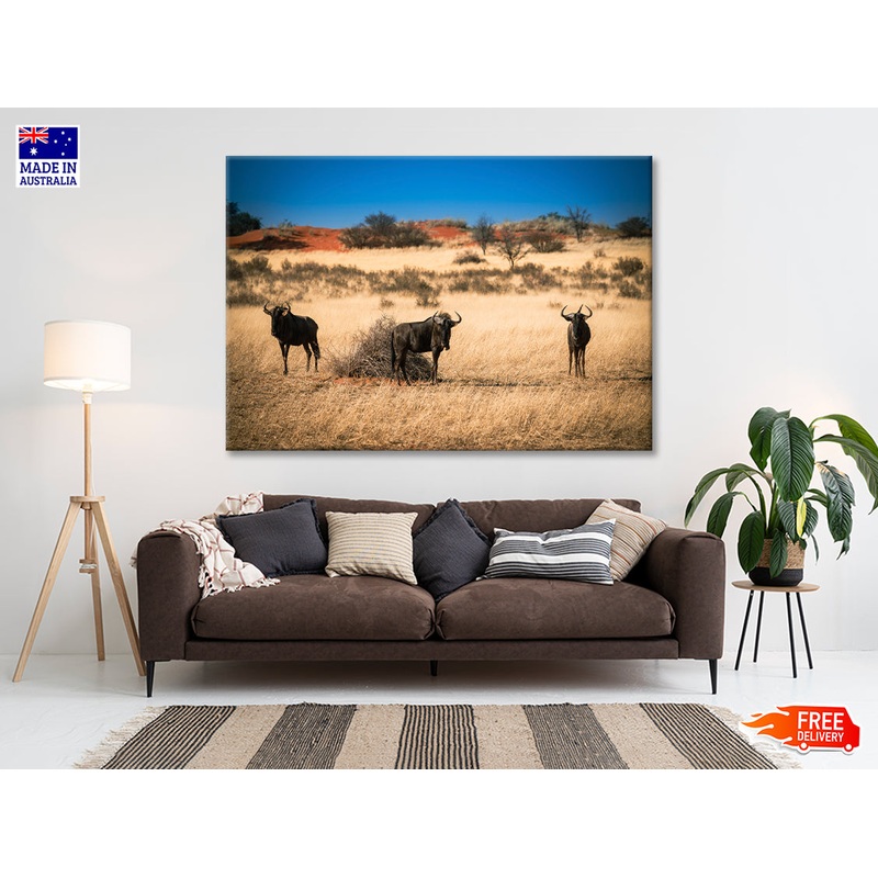 A Group of Mammals Standing In a Field in Namibia Print 100% Australian Made