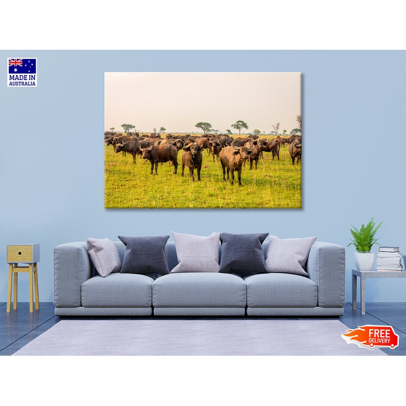 A Herd of Buffalo Grazing In a Field in Uganda Print 100% Australian Made