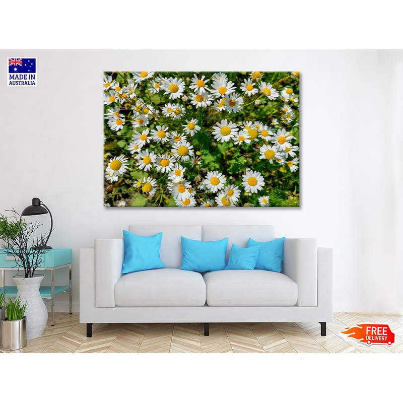 White Daisies Flowers Plants in Bloom Print 100% Australian Made