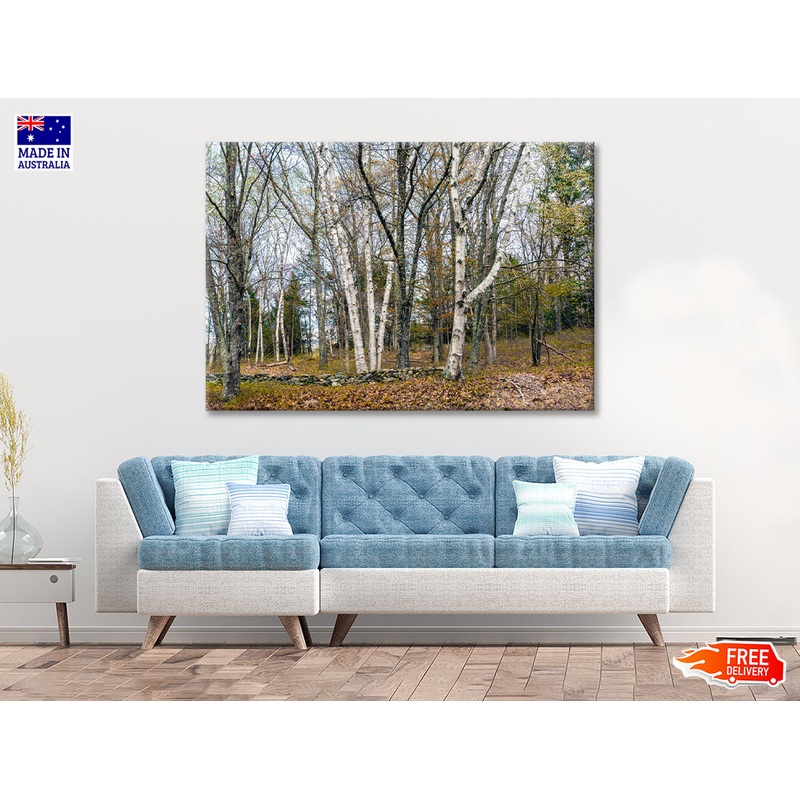 A Forest of Deciduous Trees in autumn Print 100% Australian Made