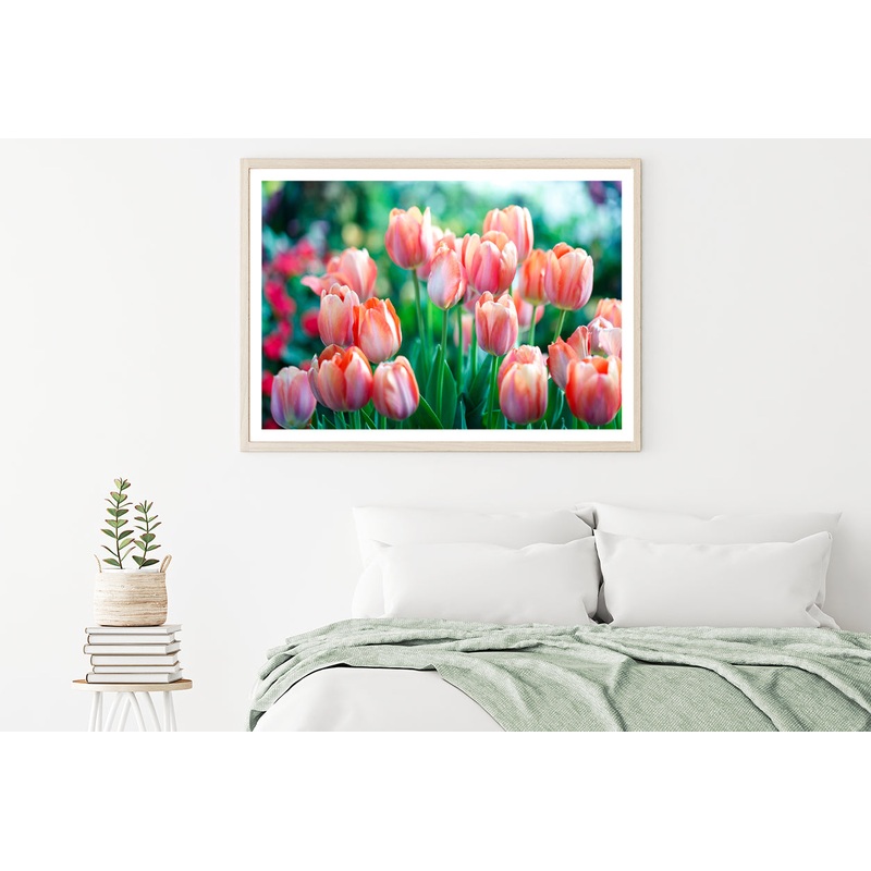 A Group of Pink Lady Tulip Flowers Blooming Home Decor Premium Quality Poster Print Choose Your Sizes