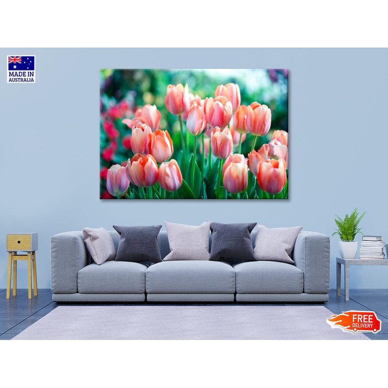 A Group of Pink Lady Tulip Flowers Blooming Print 100% Australian Made