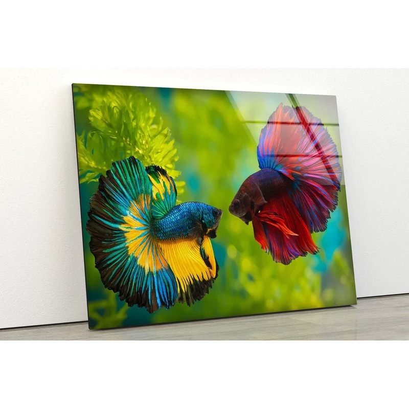 Blue Red Fighter Fish UV Direct Aluminum Print Australian Made Quality