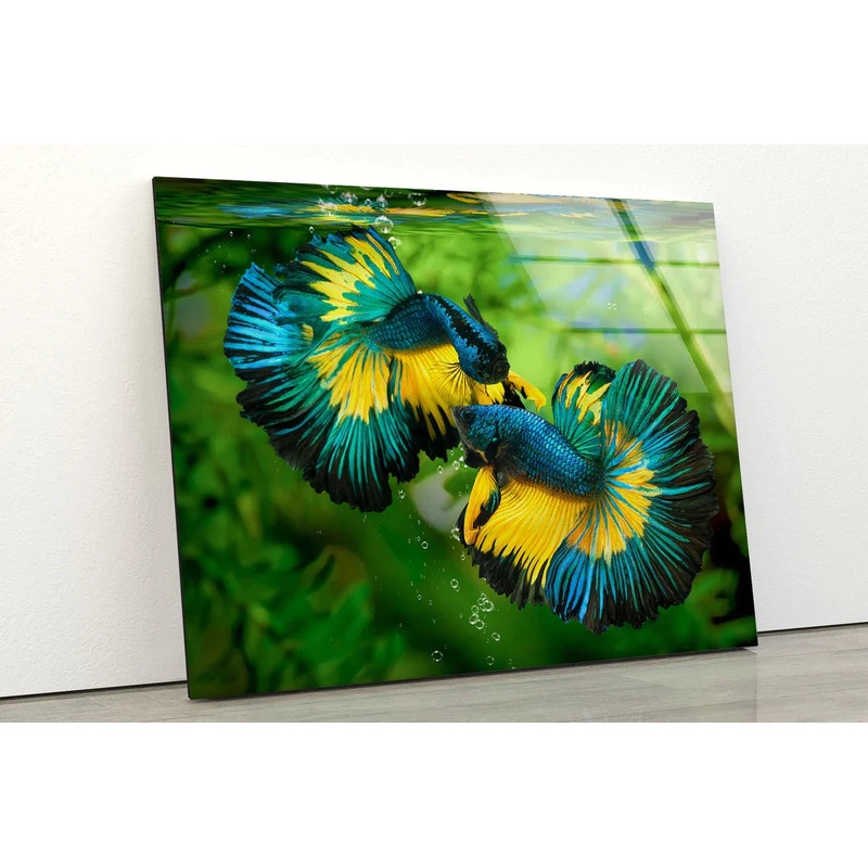 Blue & Yellow Bettas UV Direct Aluminum Print Australian Made Quality