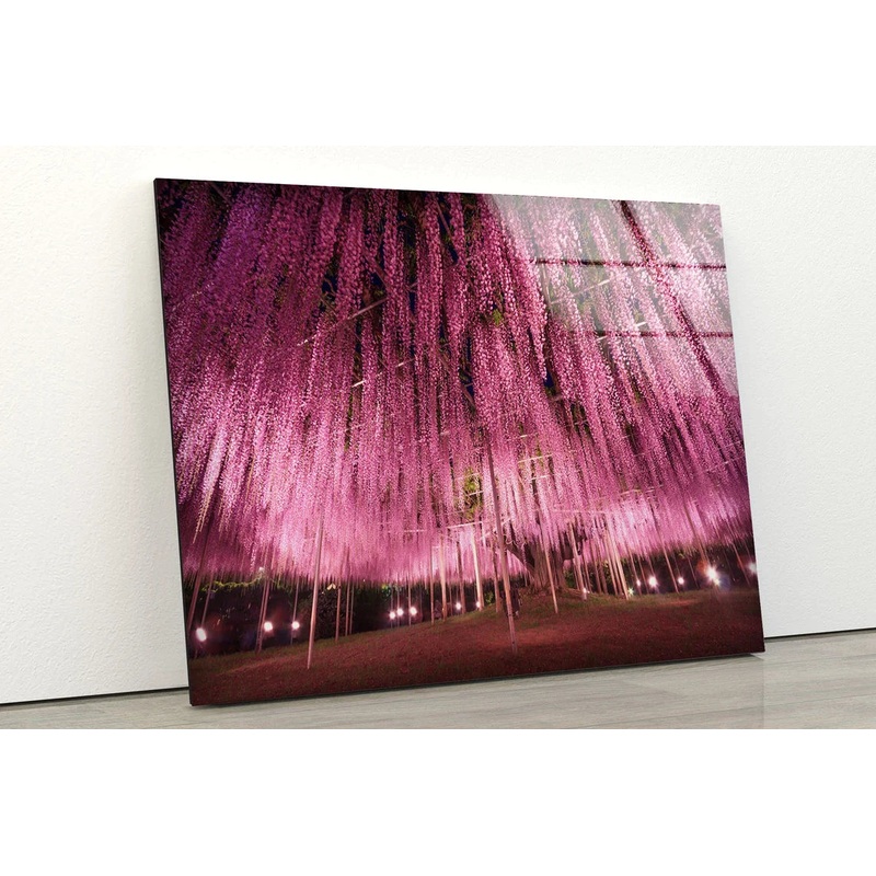 Huge Blossom Tree View UV Direct Aluminum Print Australian Made Quality