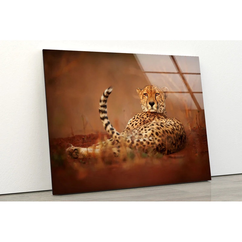 Laying Cheetah Closeup UV Direct Aluminum Print Australian Made Quality