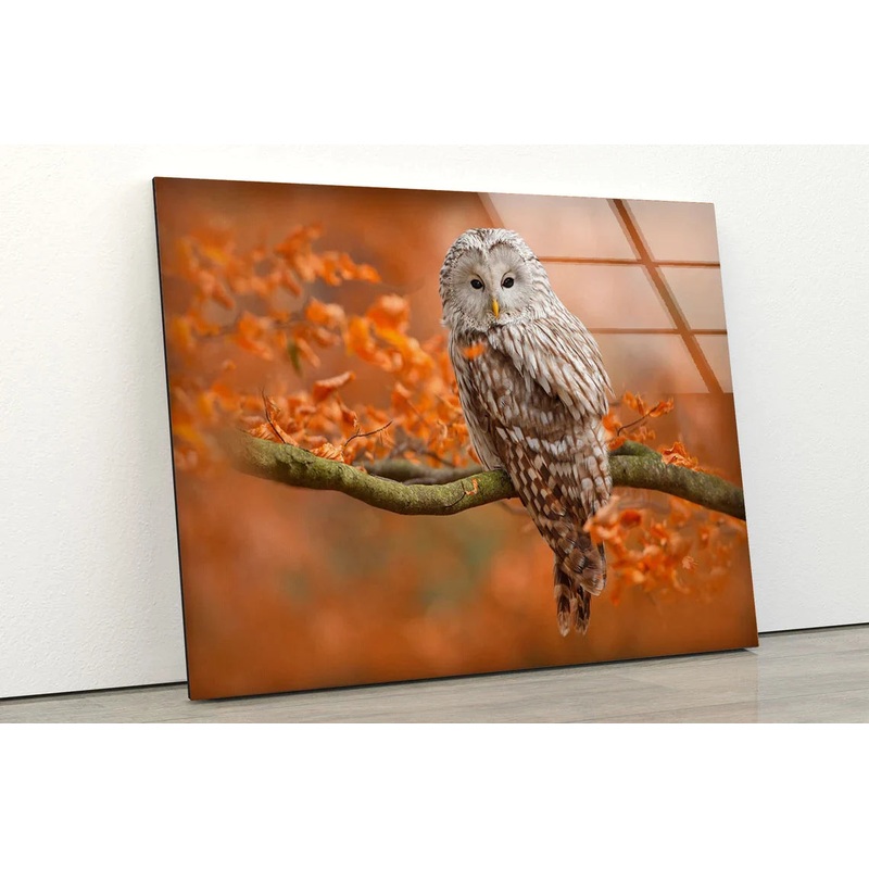 Owl on Autumn Tree UV Direct Aluminum Print Australian Made Quality