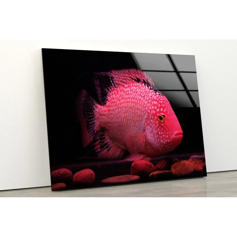 Pink Fish Closeup View UV Direct Aluminum Print Australian Made Quality