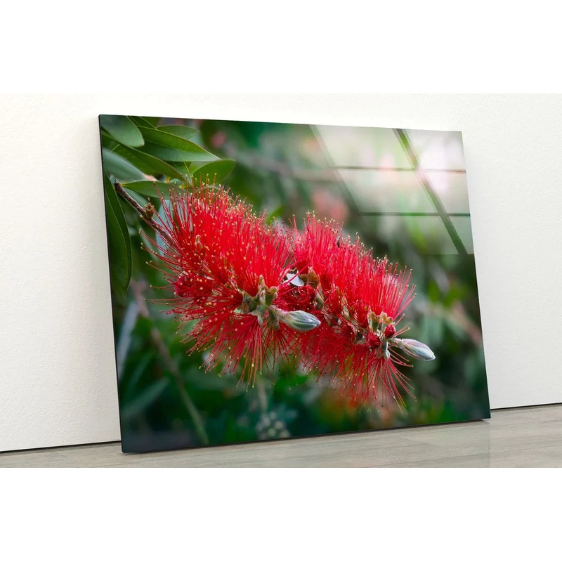 Red Gum Flowers View UV Direct Aluminum Print Australian Made Quality