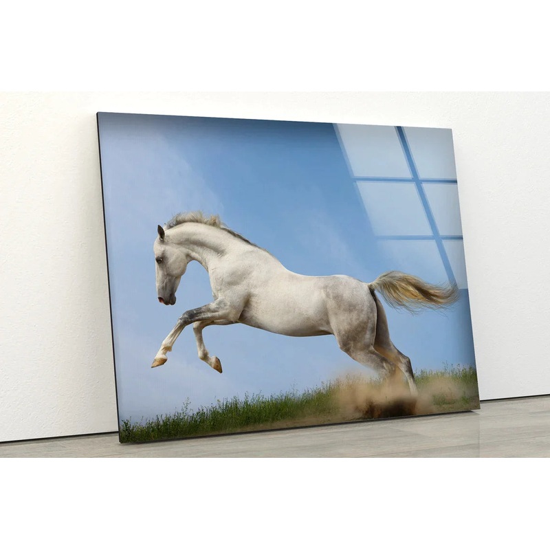 Running White Horse UV Direct Aluminum Print Australian Made Quality