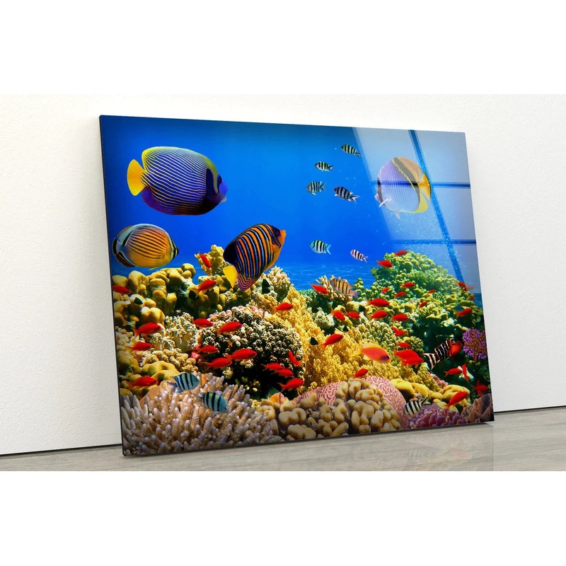 Underwater Fish Scenery UV Direct Aluminum Print Australian Made Quality
