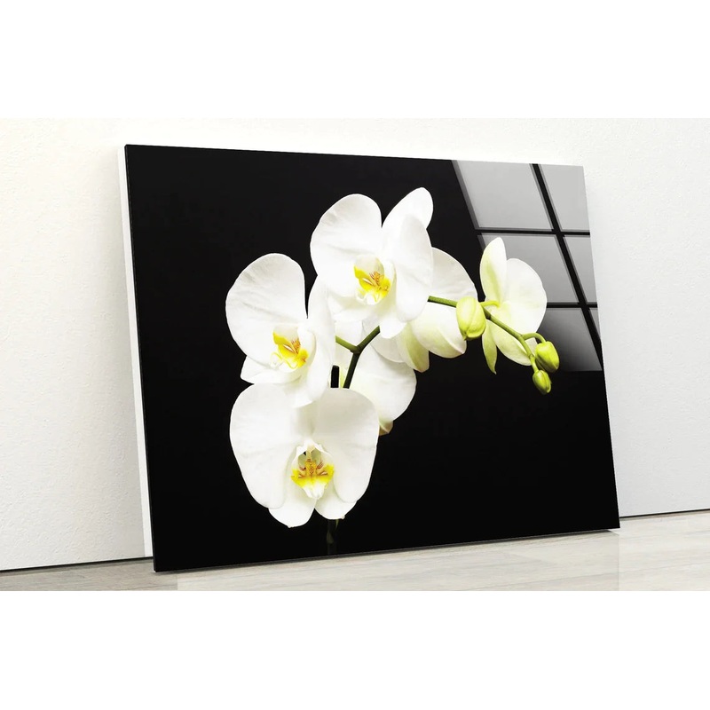 White Orchid Flowers UV Direct Aluminum Print Australian Made Quality