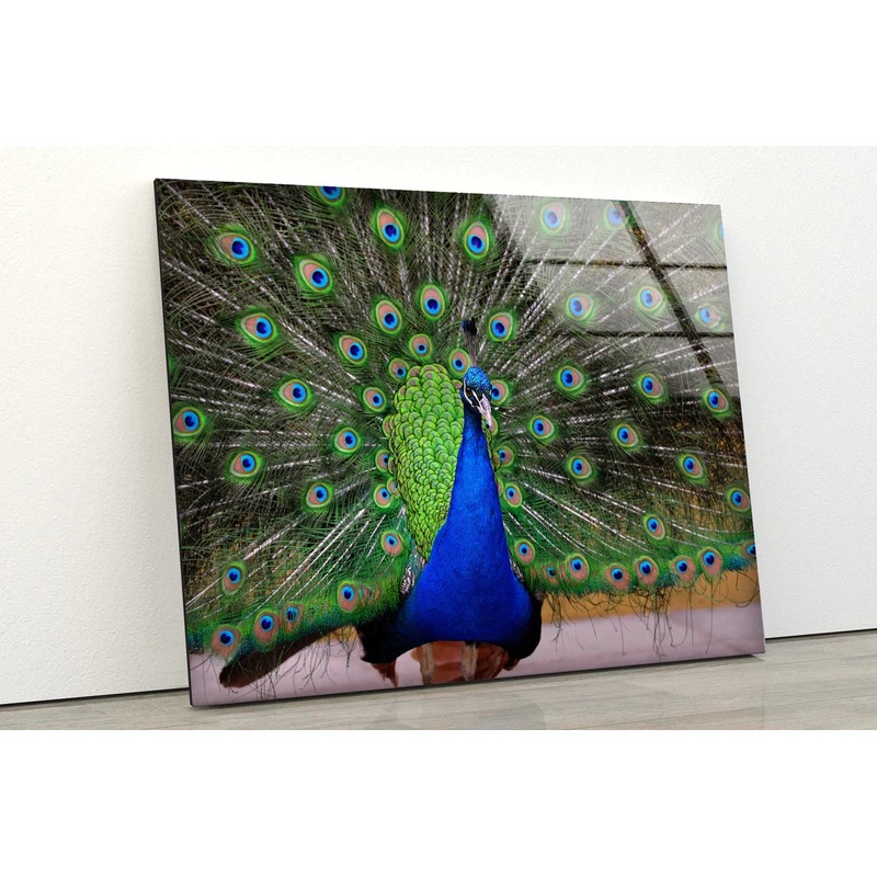 Colorful Peacock View UV Direct Aluminum Print Australian Made Quality