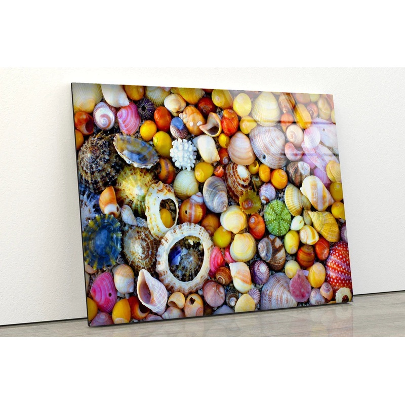 Colorful Sea Shells UV Direct Aluminum Print Australian Made Quality