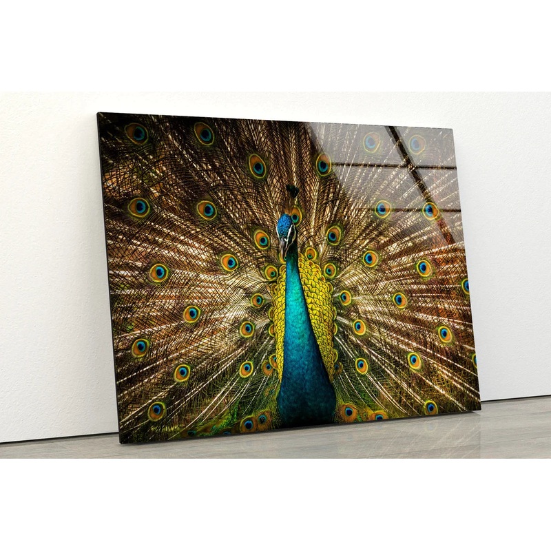 Peacock Closeup View UV Direct Aluminum Print Australian Made Quality