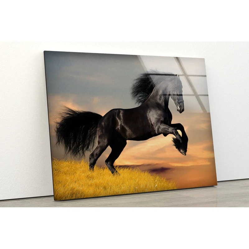 Running Black Horse UV Direct Aluminum Print Australian Made Quality