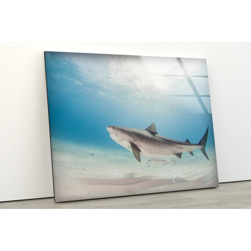 Shark in Blue Sea View UV Direct Aluminum Print Australian Made Quality