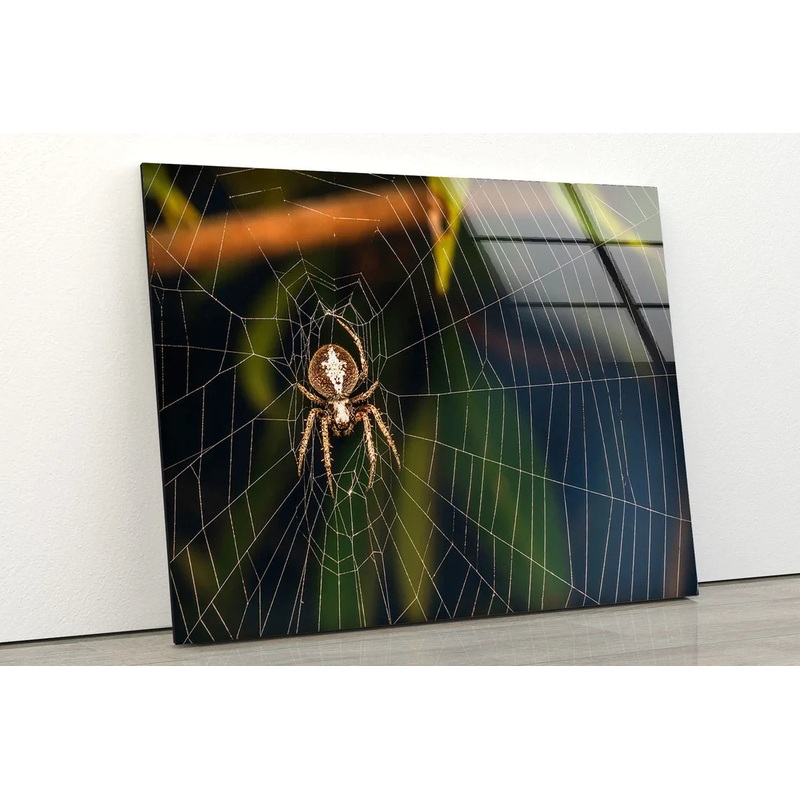 Spider on Web Closeup UV Direct Aluminum Print Australian Made Quality
