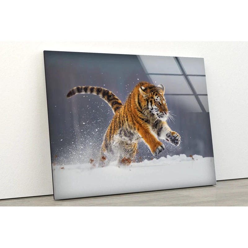 Tiger Running on Snow UV Direct Aluminum Print Australian Made Quality