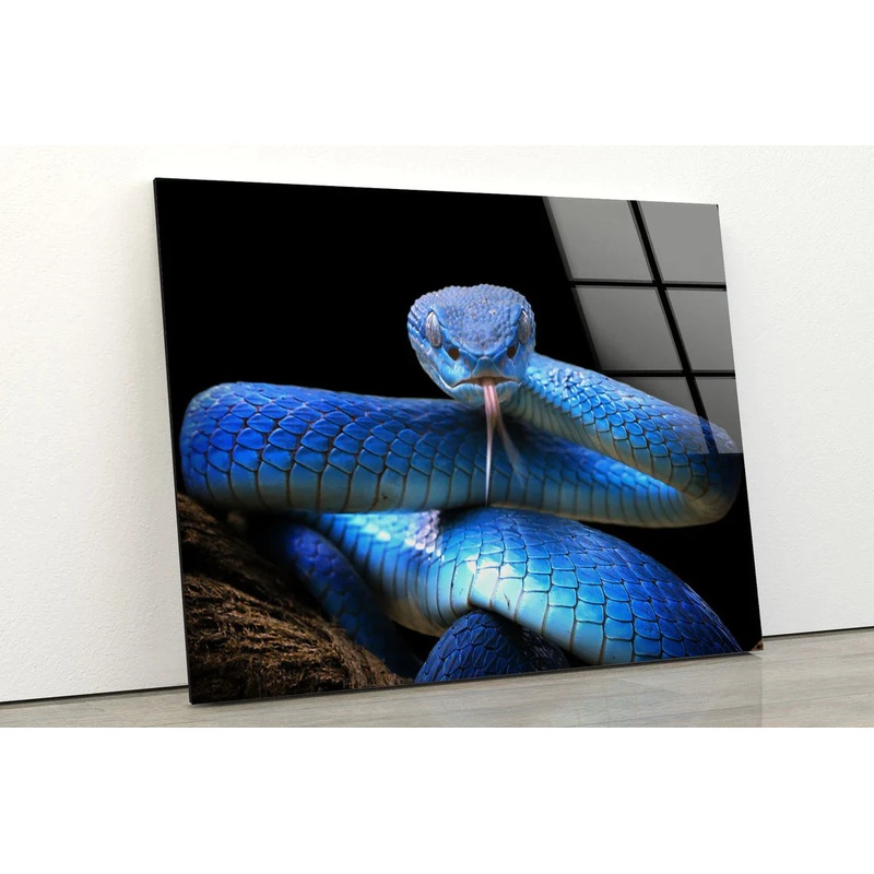 Blue Snake Closeup UV Direct Aluminum Print Australian Made Quality