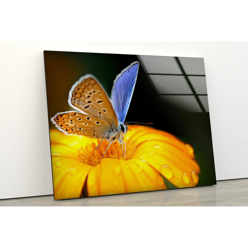 Butterfly on Flower UV Direct Aluminum Print Australian Made Quality