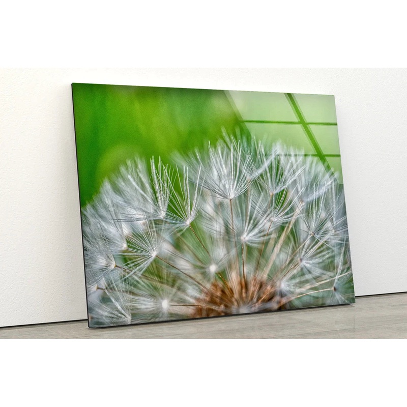 Dandelion Flowers UV Direct Aluminum Print Australian Made Quality